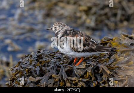 Turnstone, Arenaria interpres, che si nuote tra le alghe sulle pareti del mare all'inizio della primavera, poco prima di migrare verso l'artico. Foto Stock