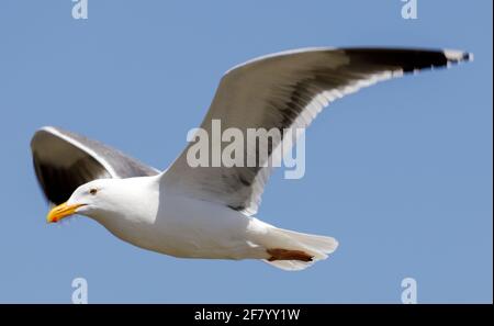 Western Gull allevamento adulto in volo. Monterey County, California, Stati Uniti. Foto Stock