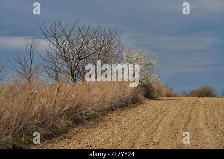 Primi primavera rurale bassa slesia paesaggio con alberi in fiore e. Germinatina campi verdi bassa Slesia Polonia Foto Stock