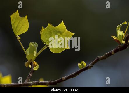 Giovani foglie emergenti di Tulipano, il Liriodendron tulipifera, in primavera. Foto Stock