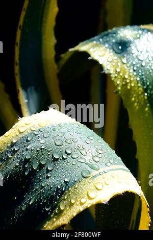 Gocce d'acqua sulle foglie di Agave americana nel Queen Elizabeth Park di Vancouver, Canada. Foto Stock