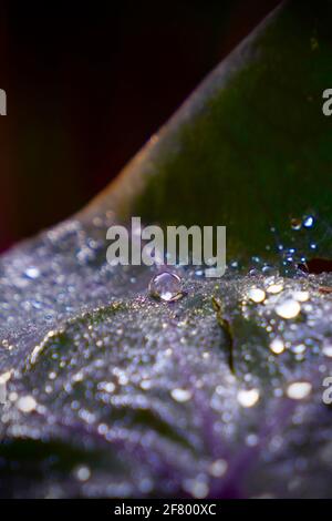 Gocce d'acqua sulle foglie di Agave americana nel Queen Elizabeth Park di Vancouver, Canada. Foto Stock