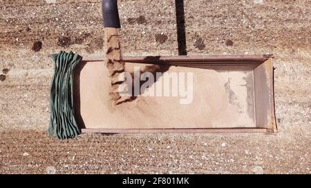 La granella di frumento viene scaricato dalla mietitrebbia della trebbiatrice nel rimorchio dell'autocarro. Foto Stock