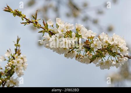 Un primo piano di fiori di ciliegia in primavera Foto Stock