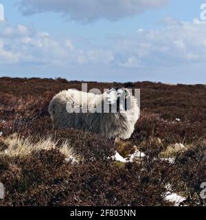 Black face Sheep Free roaming sul North Yorkshire Moors Nei primi mesi di primavera Foto Stock