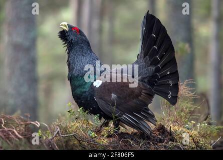 Gallo cedrone in una foresta nelle Highlands della Scozia Foto Stock