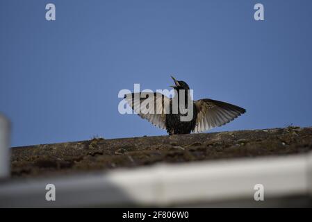 Starling comune (Sturnus vulgaris) Full Frontal Wings Open Display da un tetto con becco Completamente aperto in primavera nel Regno Unito Foto Stock