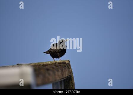 Starling comune (Sturnus vulgaris) guardando Skywards da un tetto urbano in Staffordshire, Inghilterra in primavera Foto Stock