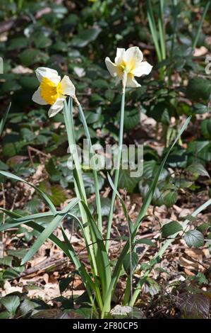 Narcisi che crescono in boschi in Hampshire, Regno Unito Foto Stock