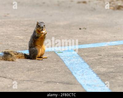 scoiattolo di terra su un parcheggio