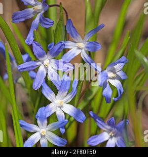 Giacinti di stelle in fiore, Chionodoxa, in primavera Foto Stock