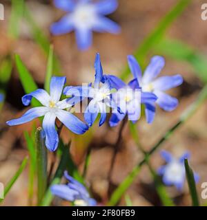 Giacinti di stelle in fiore, Chionodoxa, in primavera Foto Stock