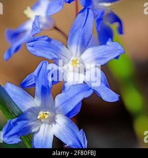 Giacinti di stelle in fiore, Chionodoxa, in primavera Foto Stock