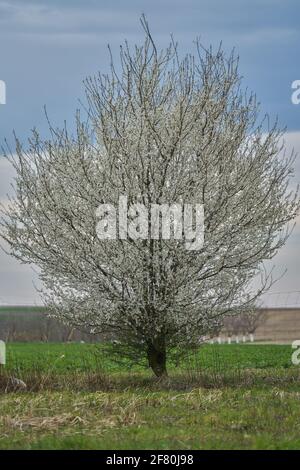 Primi primavera rurale bassa slesia paesaggio con alberi in fiore e. Germinatina campi verdi bassa Slesia Polonia Foto Stock