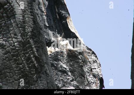 Orned Owl un gufo di pochi giorni in un nido all'interno di un tronco di albero in cenere da incendi boschivi il 13 maggio, la celebrazione della Giornata Mondiale degli Uccelli è stata tenuta per scopi di conservazione da BDA, Biodad Diversy Desarrollo Harmonico AC e la Commissione Nazionale delle foreste CONANP a Rancho Los Fresnos, Situato al confine con lo stato. Da Arizona a nord di Cananea. Il bacino del fiume San Pedro a sonora contribuisce alla biodiversità di Rancho Los Fresnos, detto bacino è storicamente riconosciuto per essere un corridoio naturale di più di 200 specie di uccelli. In un grafico a Tecolote Cornudo con pocos dias de nacido ow Foto Stock