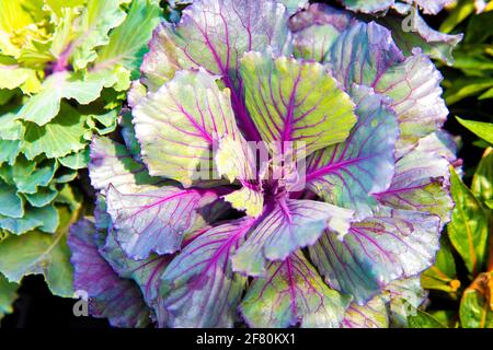 pianta grande con foglie viola e verde che si aprono dentro cerchio Foto Stock