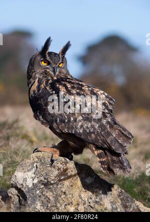 Aquila eurasiatica (Bubo bubo) arroccato su una roccia ricoperta di licheni Foto Stock