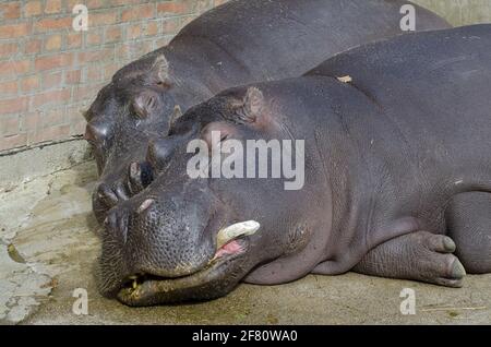 Ippopotamo dormire in uno zoo Foto Stock