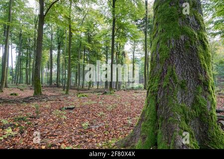 Foresta decidua tedesca in perfetta luce del giorno con foglie sul Terra e luce calda nella regione Taunus in Hessen con alberi verdi Foto Stock