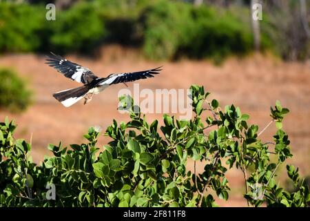 Hornbill nord-Red-fattura nel parco nazionale di Tsavo est Foto Stock