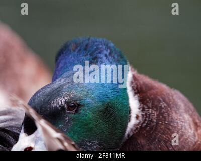 Un'anatra di mallard di drake maschio (Anas platyrhynchos) che predisce le sue piume sul lato di uno stagno in Wakefield, Yorkshire occidentale. Foto Stock