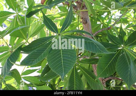 Primo piano delle foglie su un albero di ohio buckeye Foto Stock