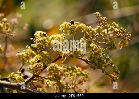 fiore selvatico in primo piano dai ghat occidentali in kerala Foto Stock