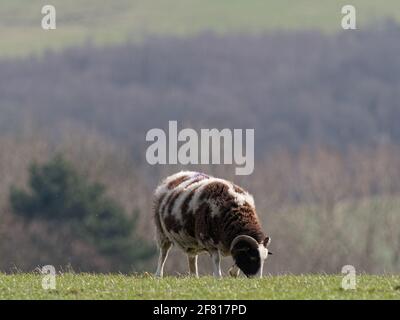 Una razza rara marrone e bianca Jacob pecore pascolo in un campo a Wentworth Castle Gardens a Barnsley, South Yorkshire. Foto Stock