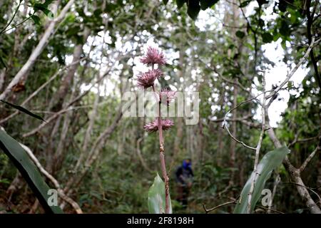 Itanagra, bahia / brasile - 22 novembre 2018: Pianta di bromeliad della riserva forestale di Lontras nel comune di Itanagra. *** Local Caption *** Foto Stock