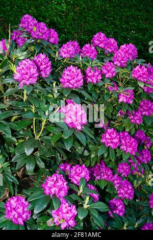 Rododendri viola in fiore in primavera vicino a Parigi nel mese di maggio Foto Stock