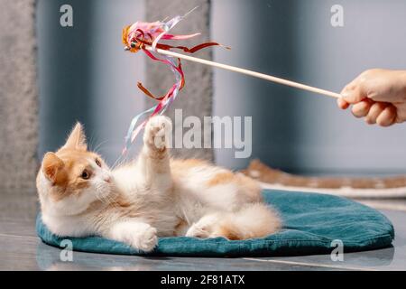 Un gatto rosso e bianco soffiato è sdraiato sul tappetino e gioca con un giocattolo su un bastone. Gatto interno, primo piano, sfondo sfocato Foto Stock