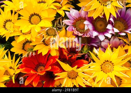 Bel gruppo di margherite africane (Gazania) in fiore, rosso, giallo, arancio, fiori bianchi Foto Stock