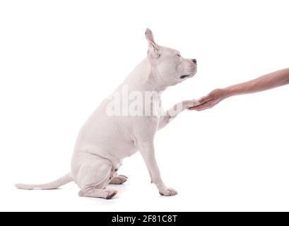 Femmina bianco americano staffordshire isolato che dà la zampa sfondo bianco Foto Stock