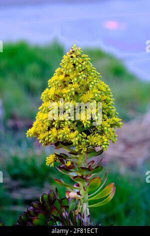 Colpo verticale di una pianta di aeonio in fiore Foto Stock