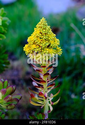 Colpo verticale di una pianta di aeonio in fiore Foto Stock