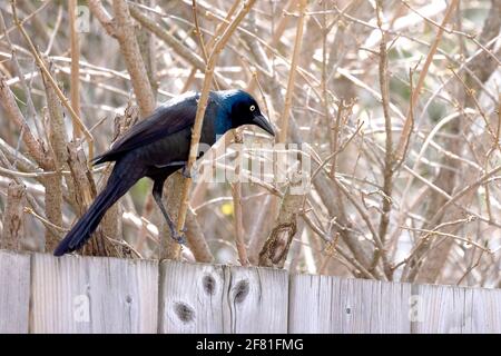 Grackle comune (Quiscalus quiscula) Foto Stock