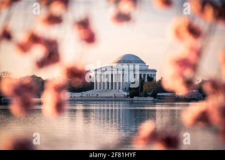 Una finestra di Cherry Blossoms che guarda fuori attraverso il bacino di Tidal di Washington DC verso il Jefferson Memorial all'alba. Foto Stock