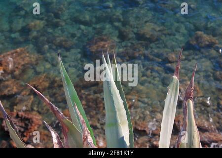 Un colpo di closeup delle foglie di agave e il mare cristallino sullo sfondo Foto Stock
