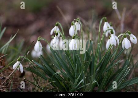 Il bel fiore della goccia di neve che si dissolve in primavera Foto Stock