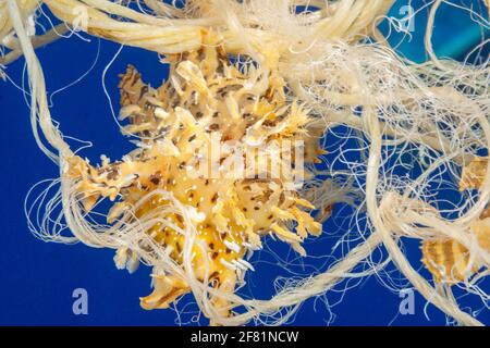 Questo sargasumfish, Histiro histiro, vive sulla superficie dell'Oceano Pacifico, galleggiando su corda di polipropilene scartata. Hawaii. Foto Stock