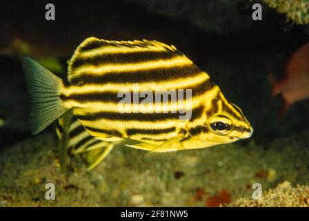 Lo stripeo, Microcanthus strigatus, è un pesce insolito che si trova nelle Hawaii. Foto Stock