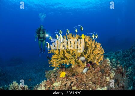 Un subacqueo (MR) illumina la sua luce su una scuola di idolo moresco, Zanclus cornutus, circling una colonia di corallo antler, Pocillopora eydouxi, Hawaii. Foto Stock