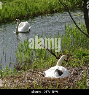 Una madre di cigno con i suoi due cigneti e il padre nuotano sull'acqua proteggendo il nido. Foto Stock