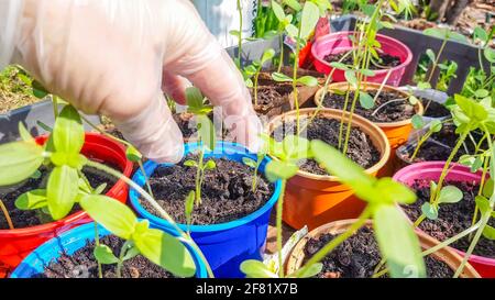 La mano guanto di una donna controlla giovani piantine prima di trapiantare nel terreno, il lavoro di un agricoltore o agronomo, fioraio, coltivatore di ortaggi. Foto Stock