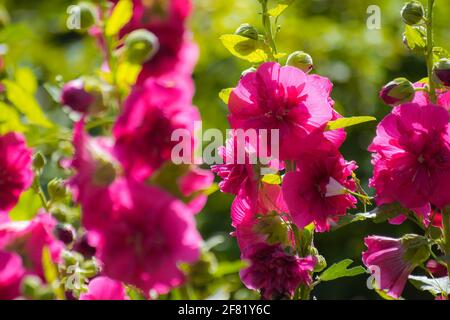 Fiori di malva color cremisi luminosi con foglie verdi da vicino su uno sfondo sfocato. Foto Stock