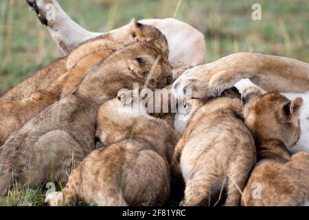 Un primo piano di una leonessa alimenta i suoi cuccioli un parco safari Foto Stock