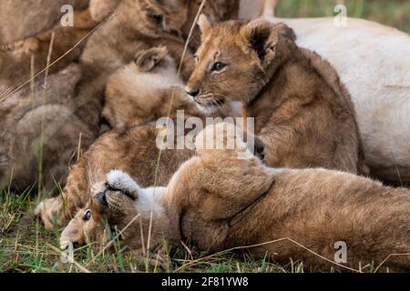 Un primo piano di una leonessa alimenta i suoi cuccioli un parco safari Foto Stock