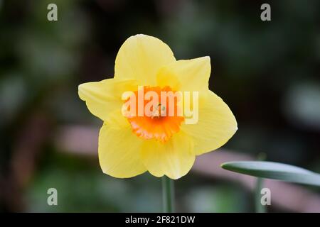 Daffodil della cornovaglia d'Oro e d'Arancio in serata Foto Stock
