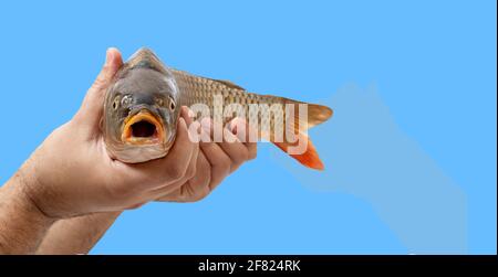 Le mani maschili tengono il pesce crudo isolato su sfondo blu con spazio di copia. Una testa di pesce in primo piano esprime sorpresa con una bocca aperta. Foto Stock