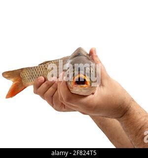 Le mani maschili tengono il pesce crudo isolato su sfondo bianco. Una testa di pesce in primo piano esprime sorpresa con una bocca aperta. Foto Stock